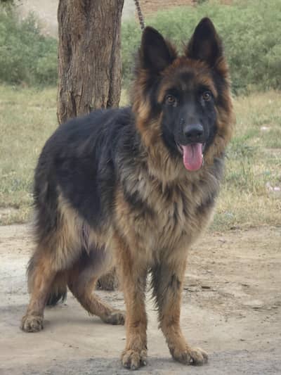 German Shepherd Beautiful long coat