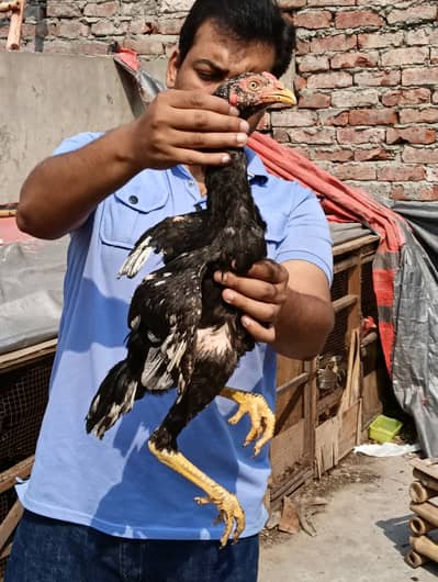 Shamo Black Pathay For Sale