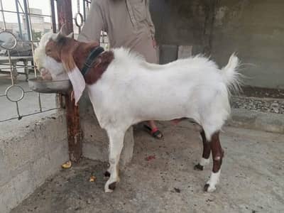 Mashallah Healthy beautiful Bakra Eid UL Adha Special