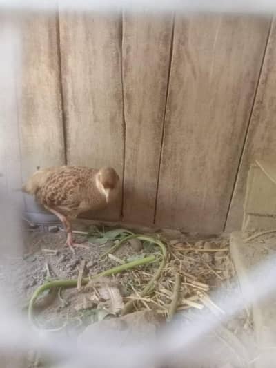 Irani Teetar Female for Sale (Healthy)