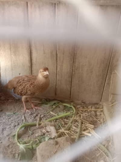 Irani Teetar Female for Sale (Healthy)