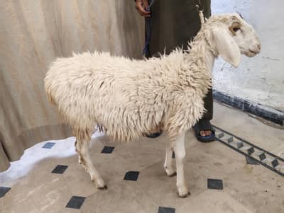 Dumba For Sale