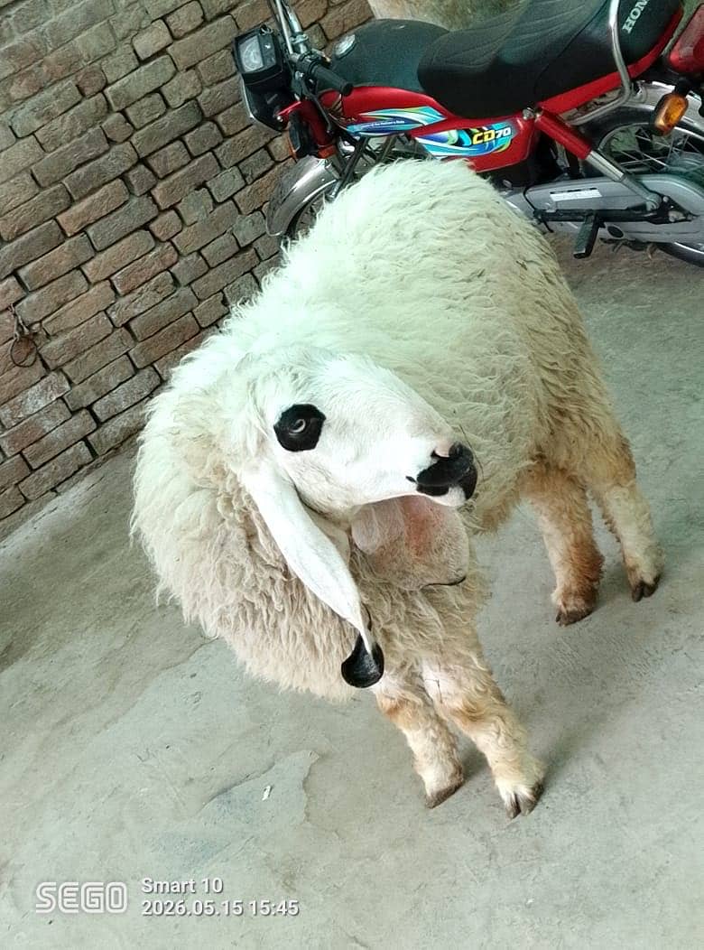 Sheep 0