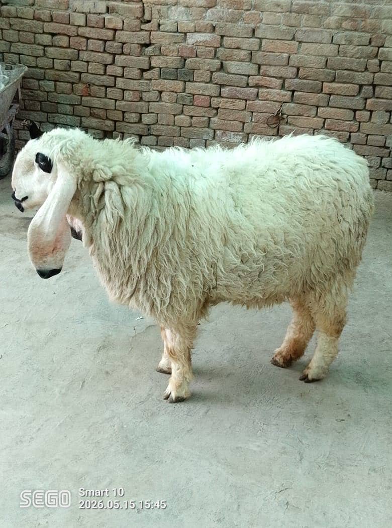 Sheep 1