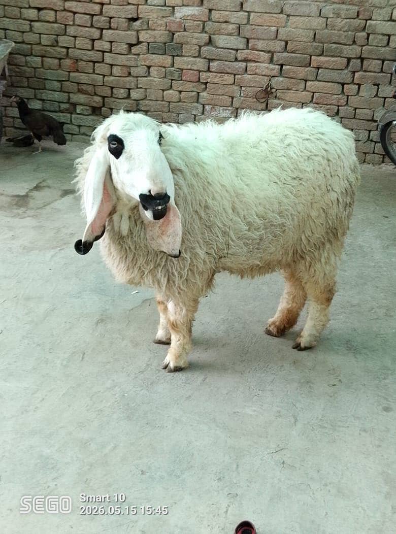 Sheep 2