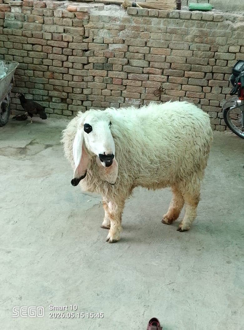 Sheep 3
