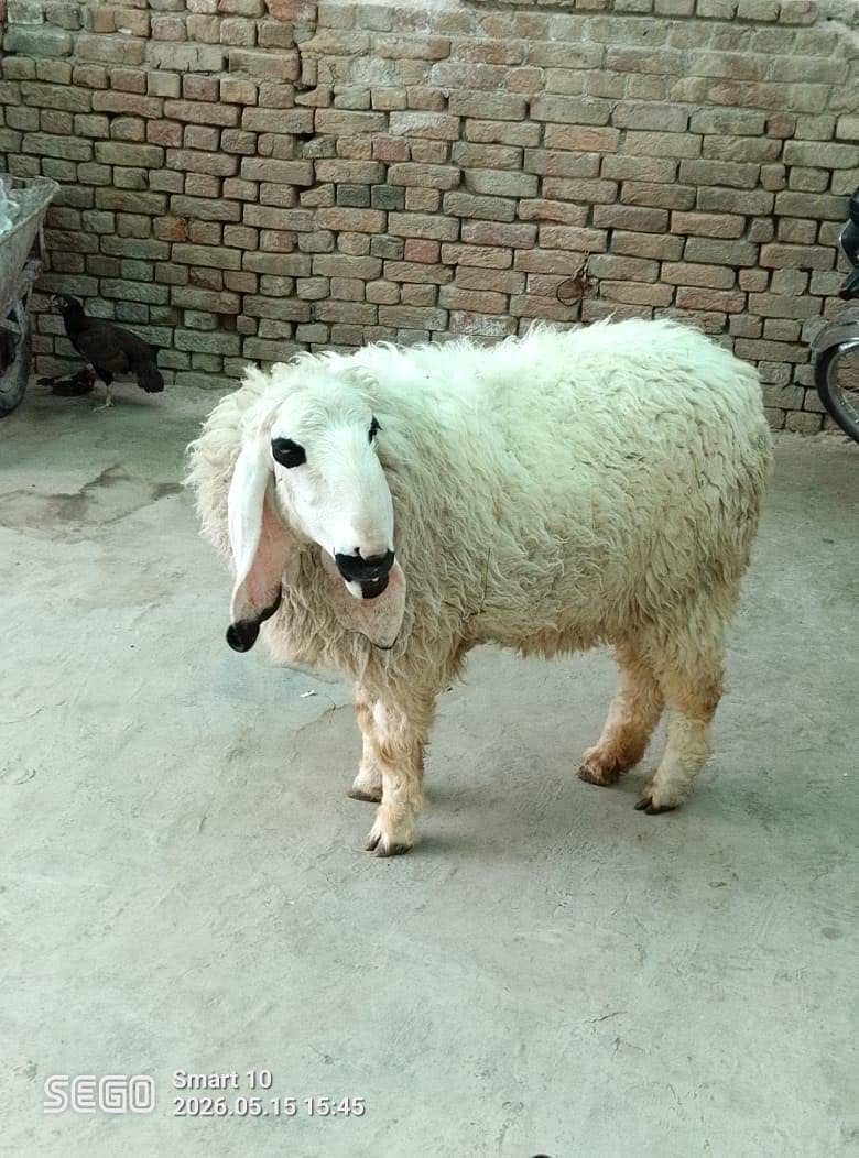 Sheep 4