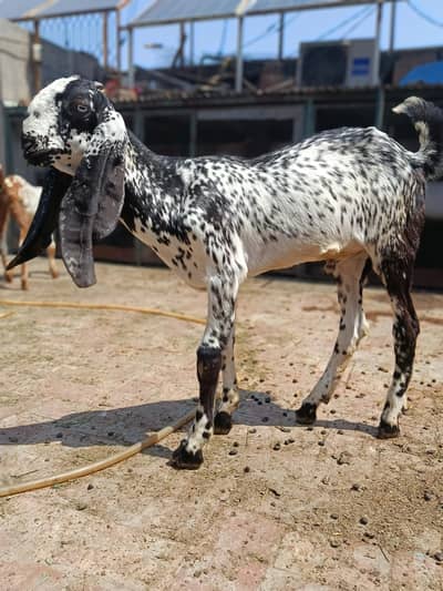 Black MAKHI chini male for sale