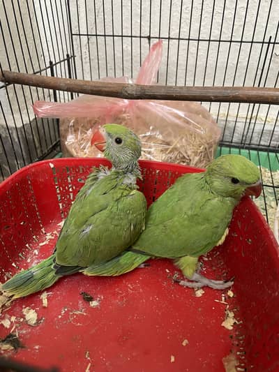 Pair ha tota aur tori