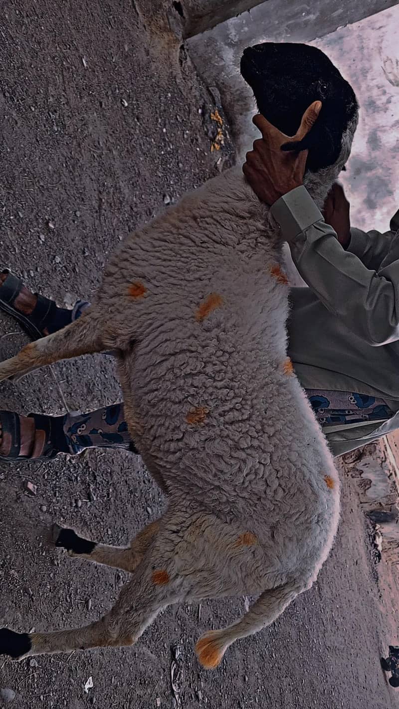 bakra or dumba 0