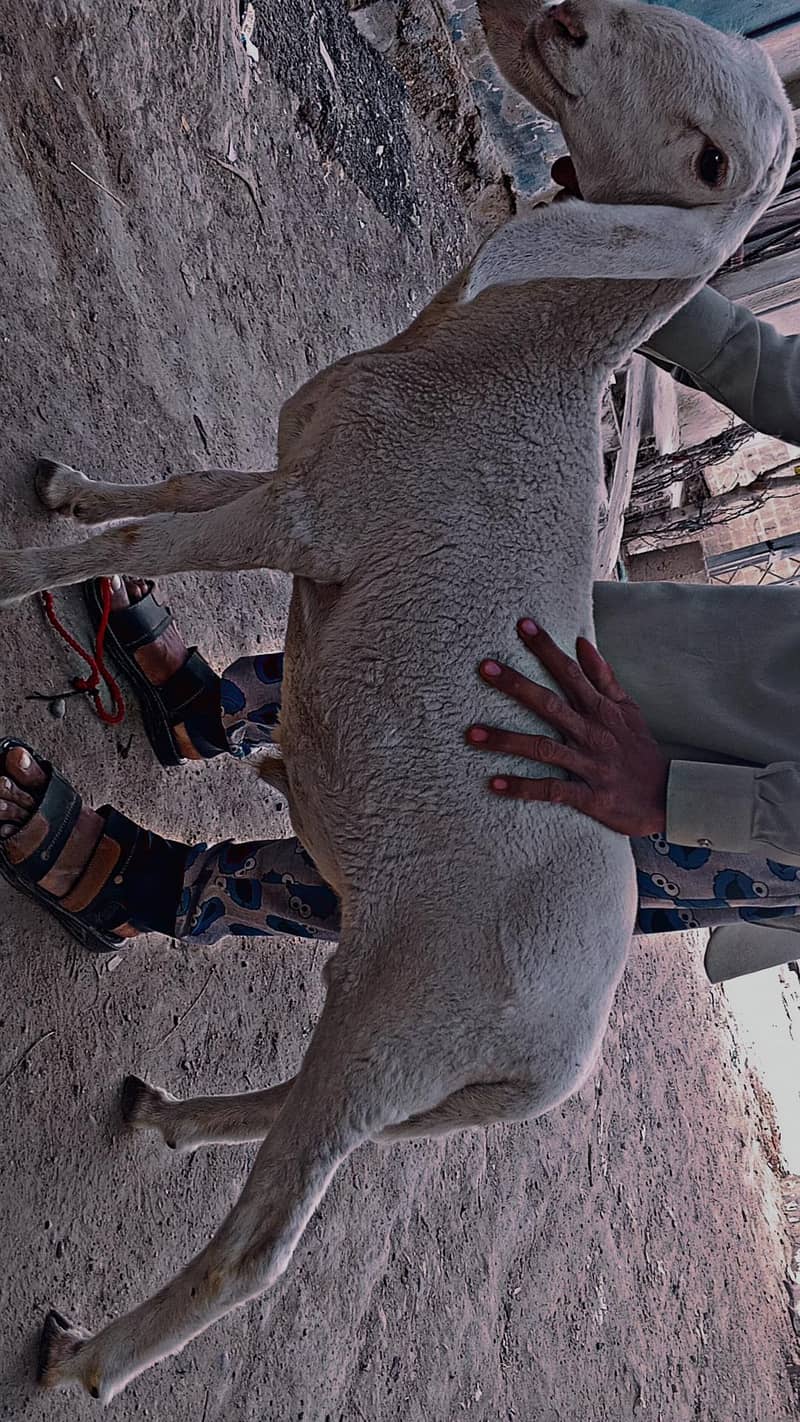 bakra or dumba 1