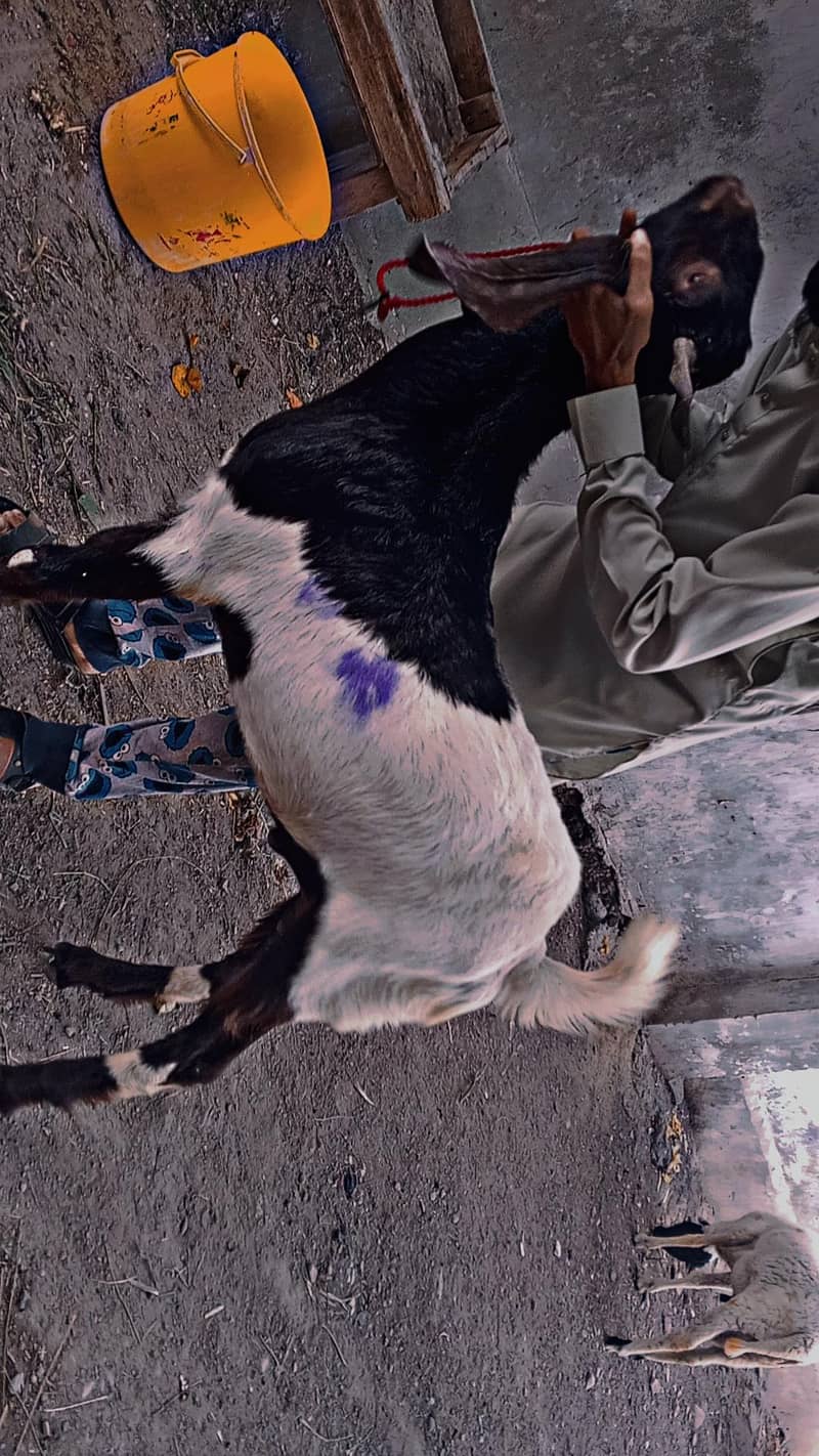 bakra or dumba 2