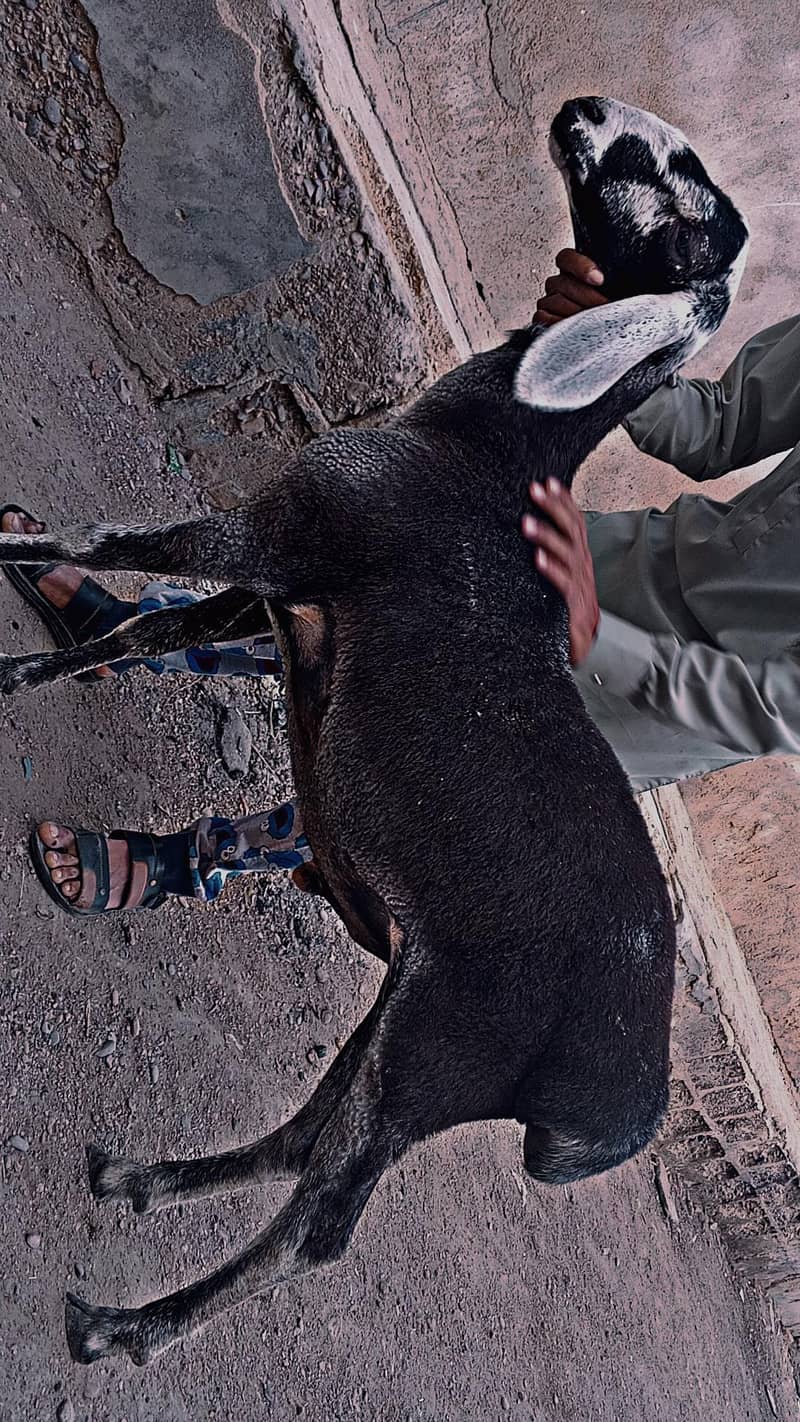 bakra or dumba 3