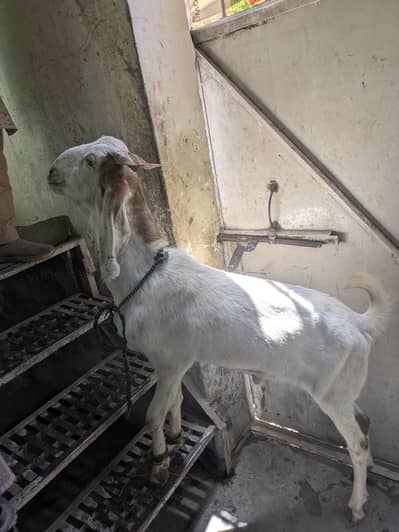 2 dant bakra Qurbani 2026