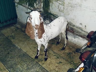 Donda bakra