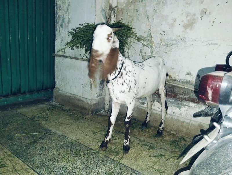 Donda bakra 1
