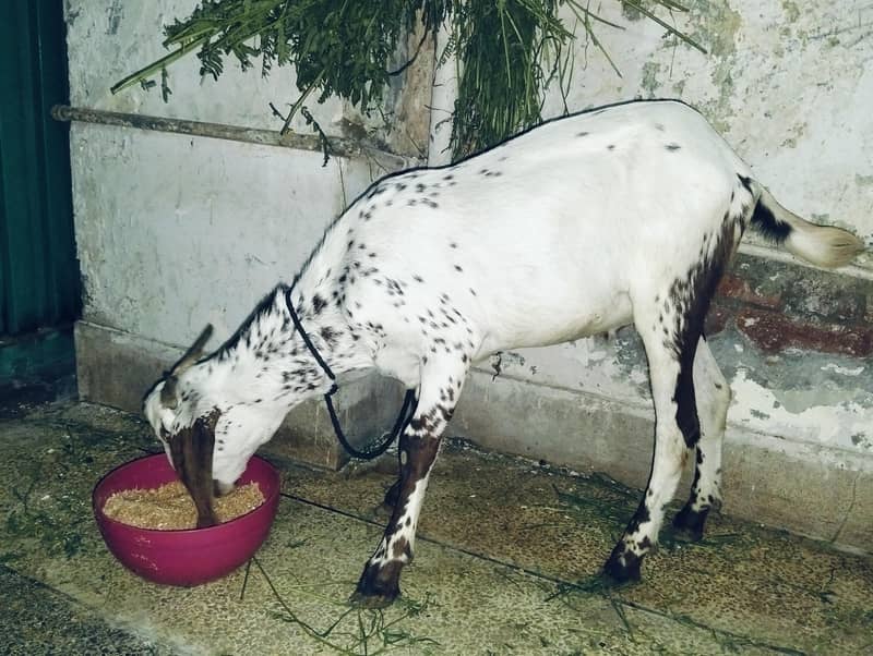 Donda bakra 2