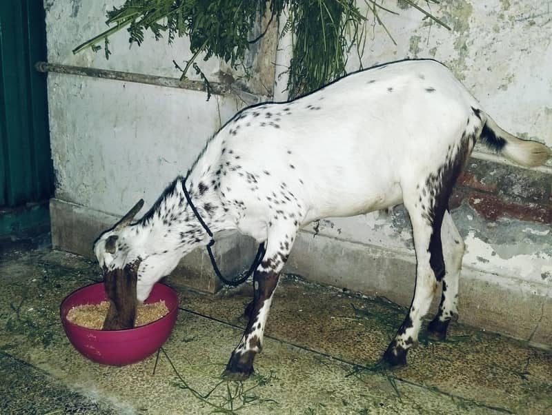 Donda bakra 3