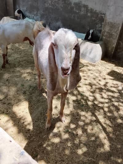 best bakra