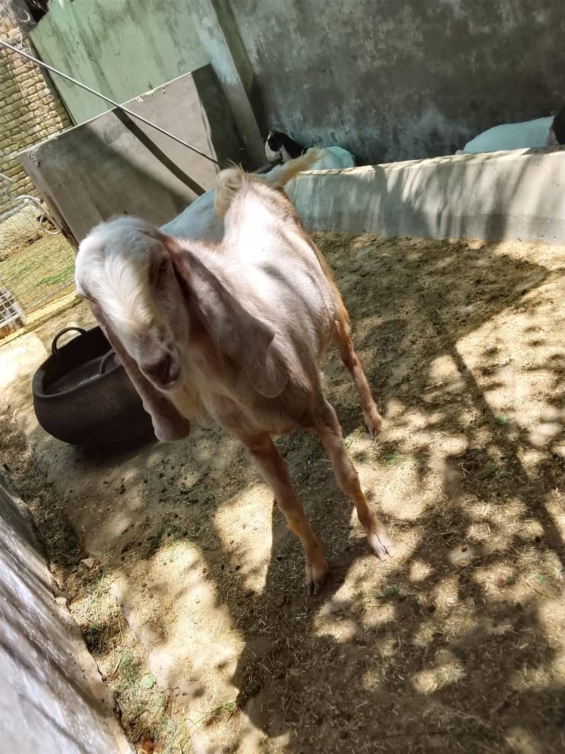 best bakra 1