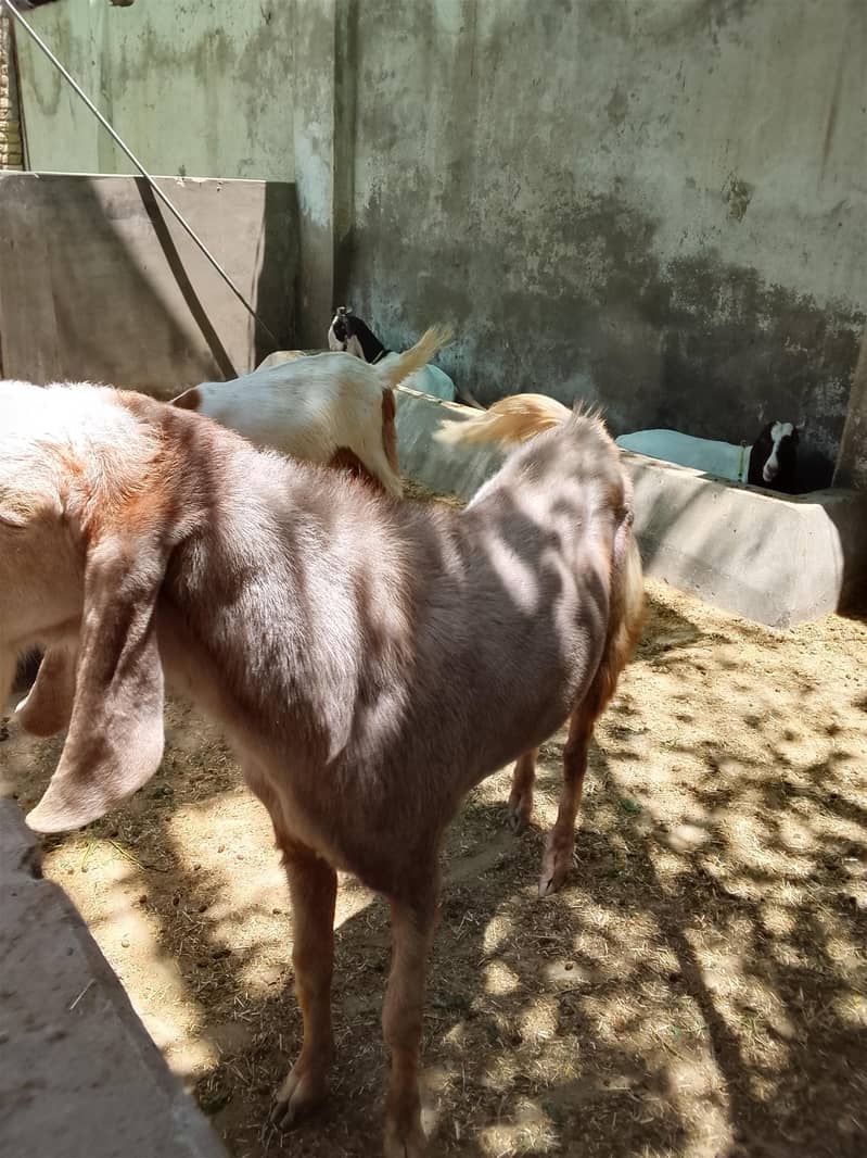 best bakra 2