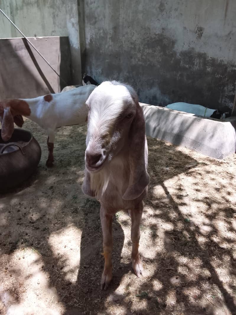 best bakra 3