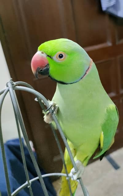 parrot 