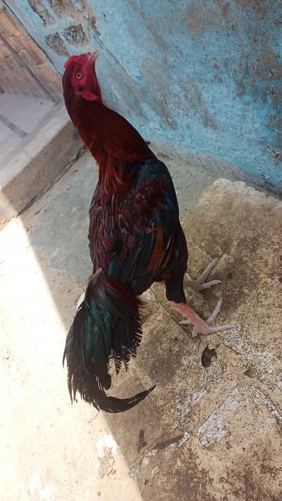 اصیل مرغا برائے فروخت (Aseel Murga for Sale)