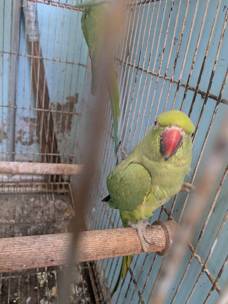 green ringneck 0