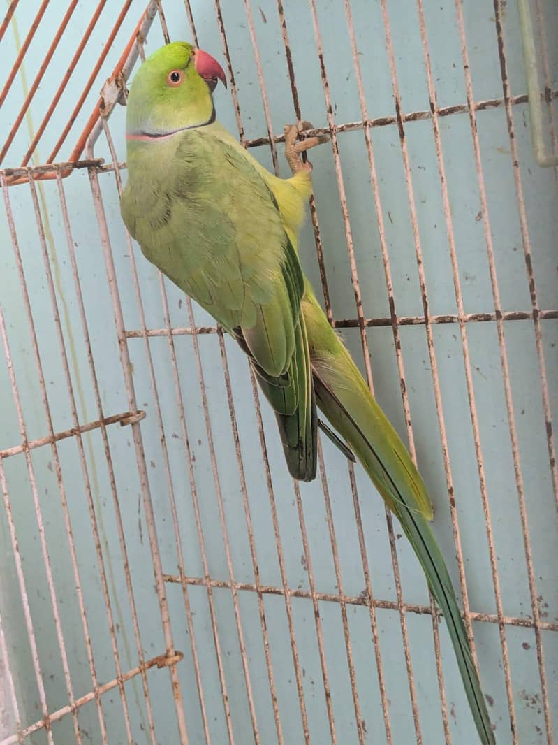 green ringneck 1