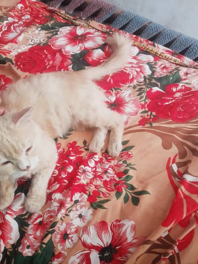 Persian cat male beautiful