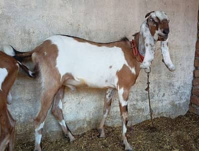 Bakra for Qubani