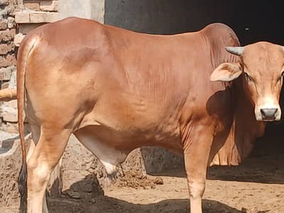 Bachray, Bulls for Qurbani, 2-3 years age, 2 tooth bulls for qurbani.
