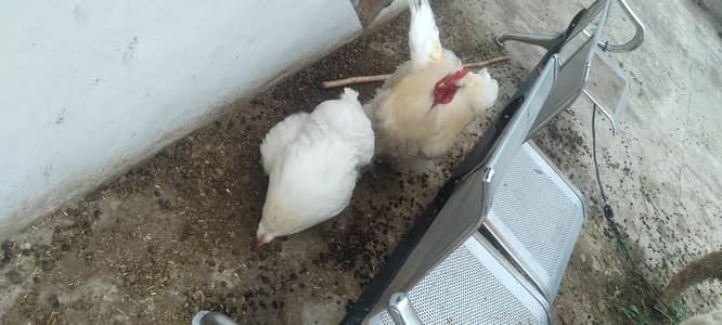 white buff pair for sale