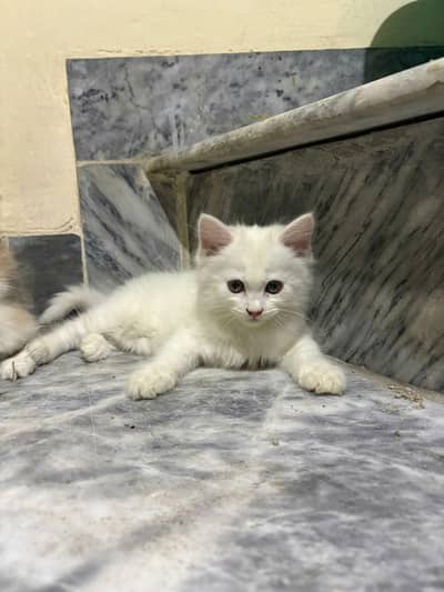 Persian Cats healthy and active