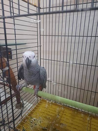 Congo male