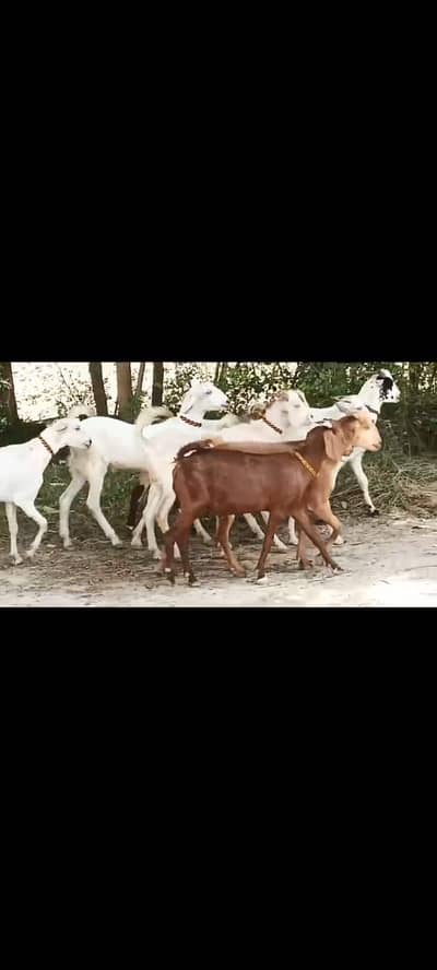Goats Bakray