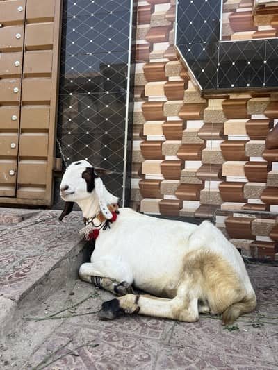 Bakra eid 2026