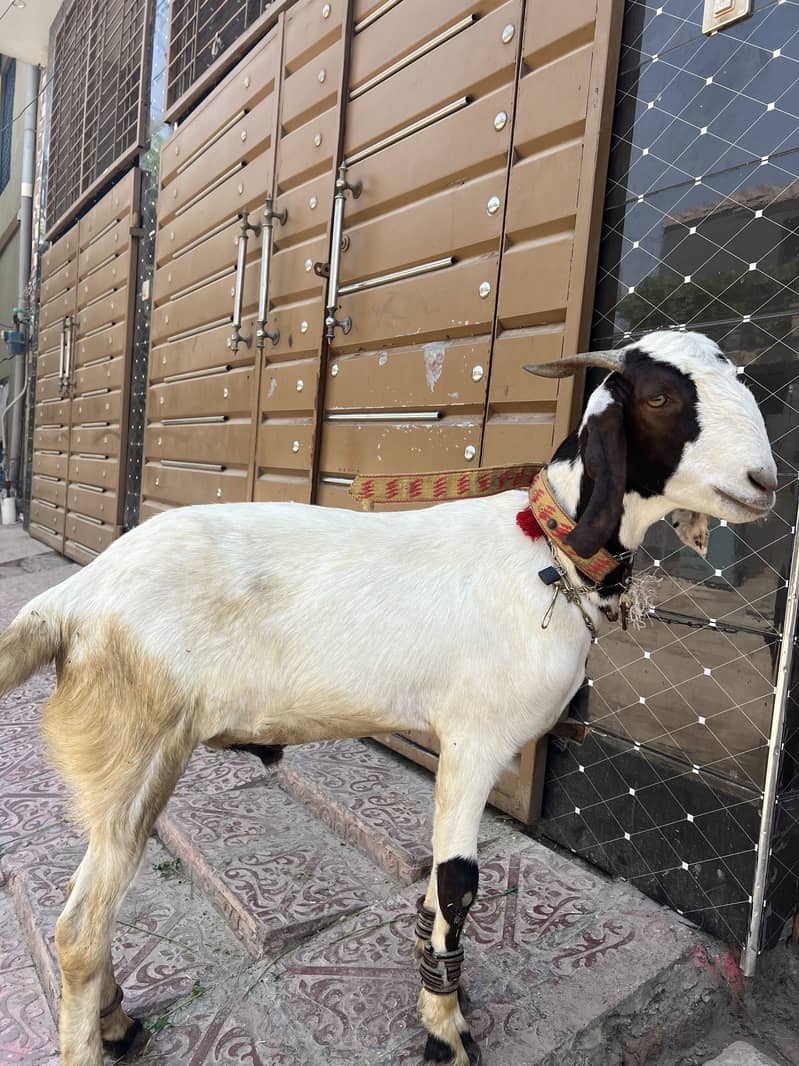Bakra eid 2026 1
