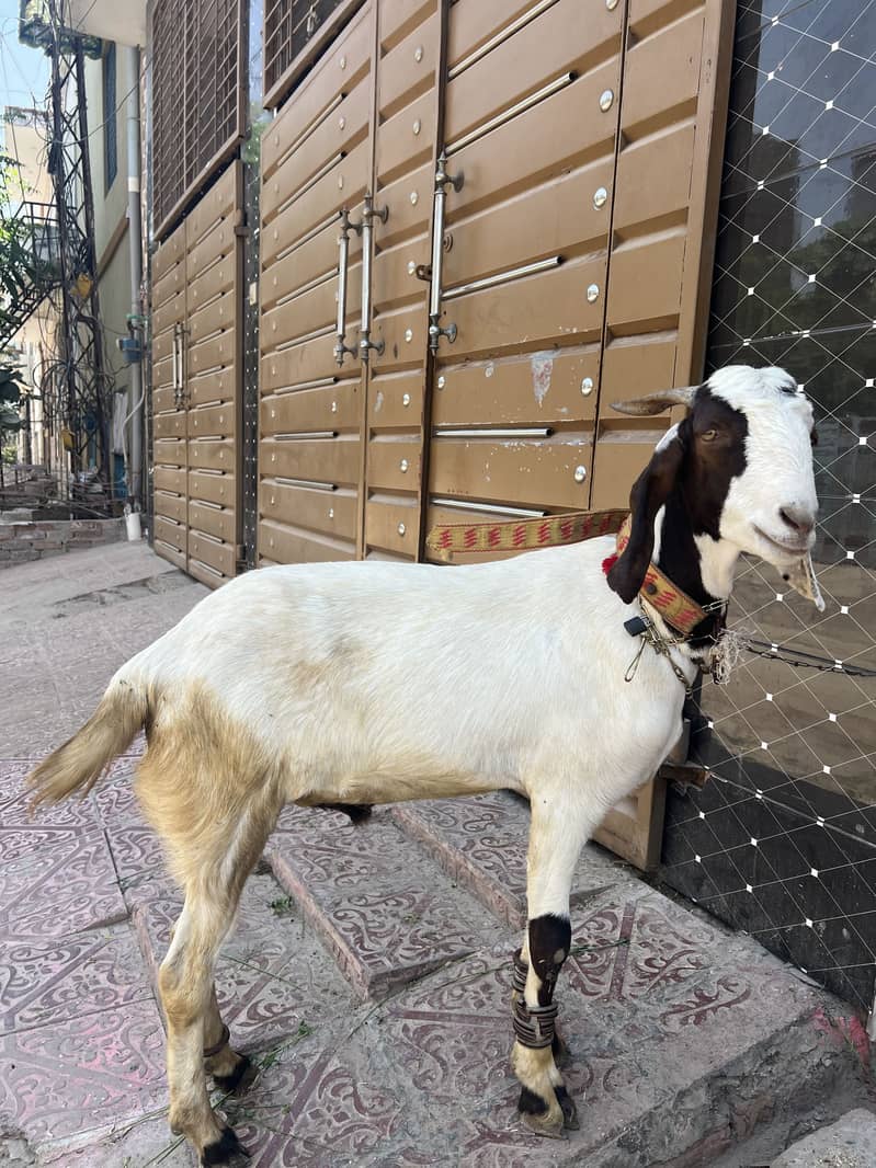 Bakra eid 2026 2