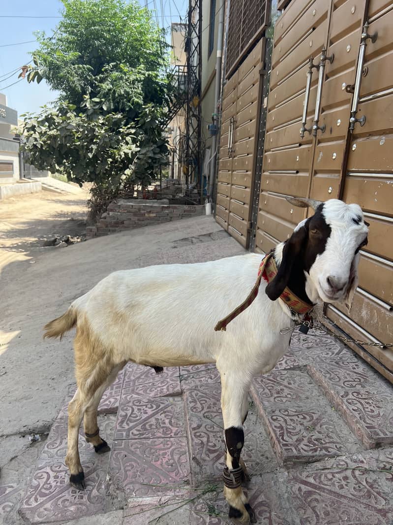 Bakra eid 2026 3