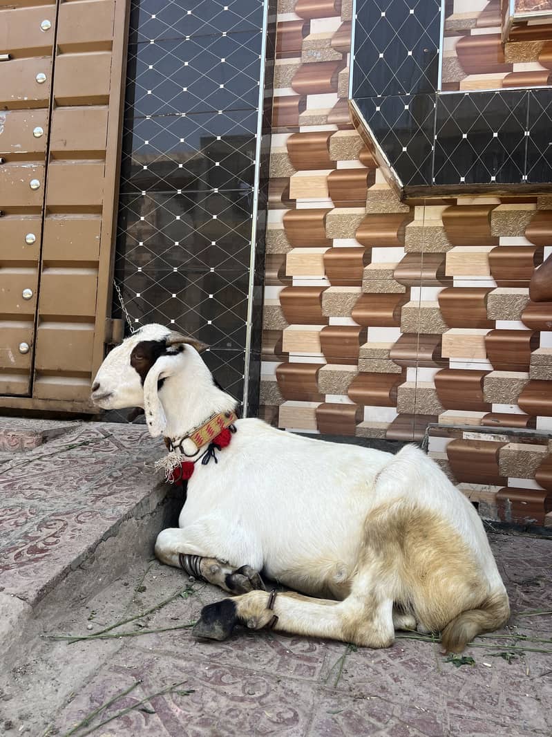 Bakra eid 2026 4