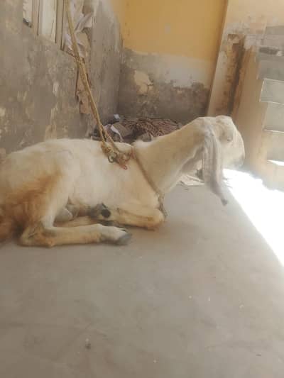 2nda Bakra for sale urgently before Eid