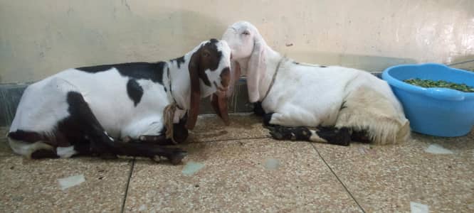 Dona or khasi han ak bakra 80k hai