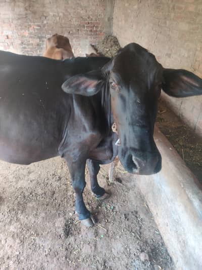 qurbani bull cow wacha sacrifice jhota janwar