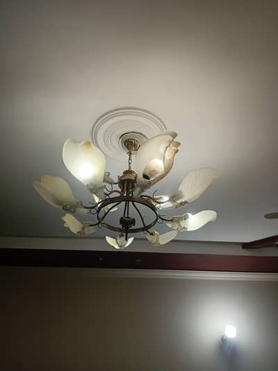 Shandiyla Lights