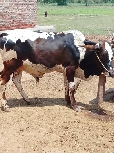 bacha available for sale