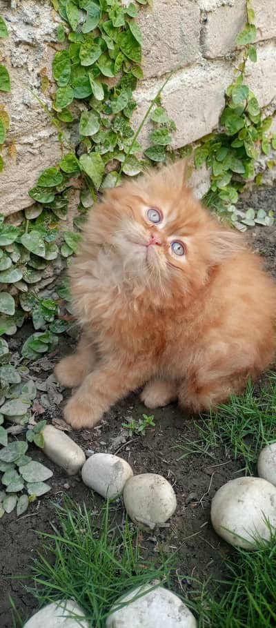 Eid offer punch face kitten
