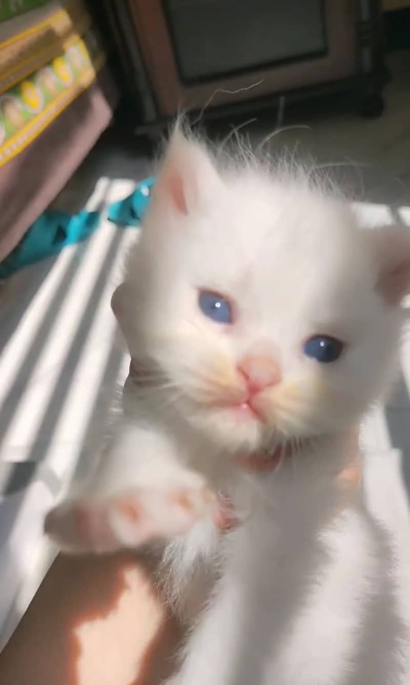 Persian kittens 0