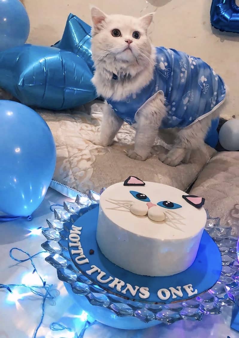 Persian Himalayan Cats | Kittens  | M&F Couple  Available 1
